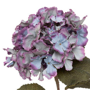 blue hydrangea nationwide delivery www.lilybloom.ie