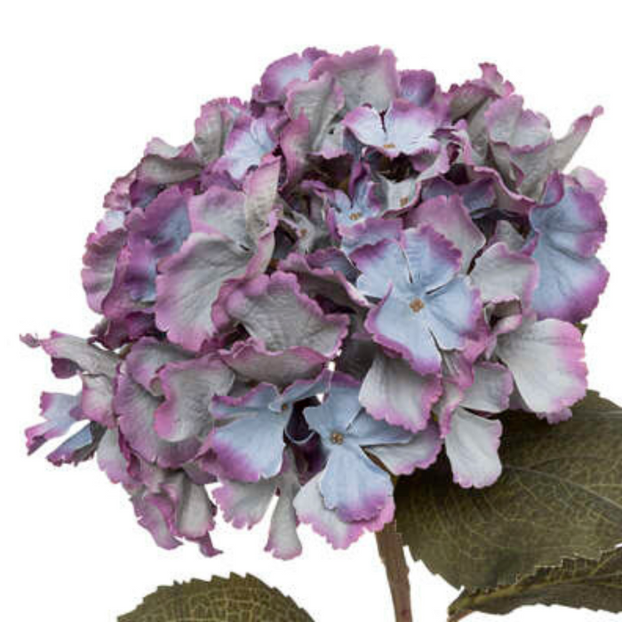 Blue & purple hydrangea